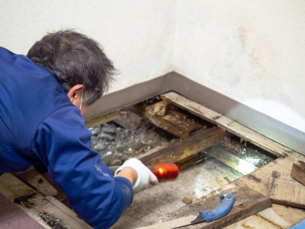 Best Residential Mold Remediation in Belmont, VA