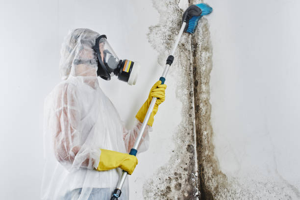 Best Localized Mold Remediation (e.g., coastal areas, humid climates) in Belmont, VA