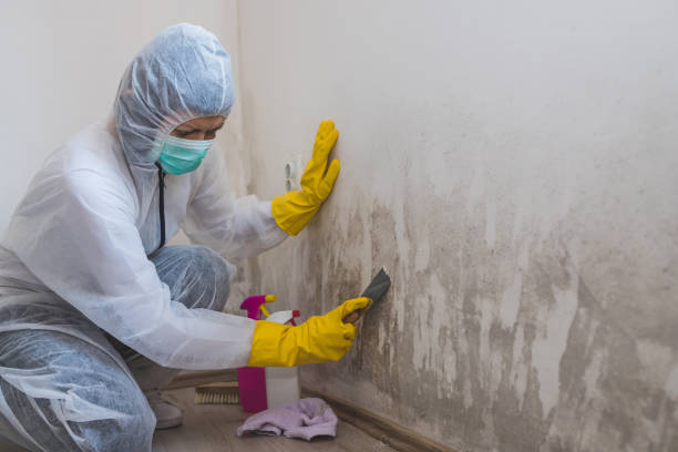 Best Residential Mold Remediation in Belmont, VA