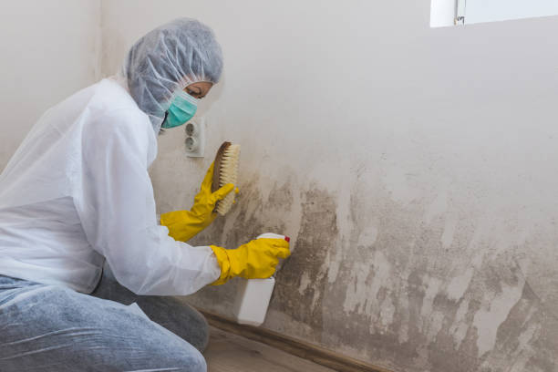 Best Mold Remediation for Specific Building Types in Belmont, VA