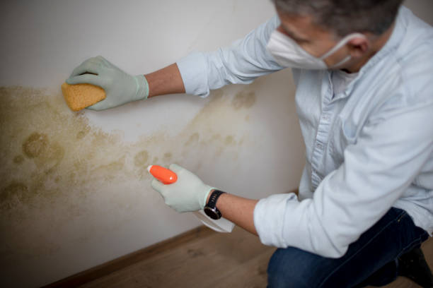 Best Mold Remediation for Specific Building Types in Belmont, VA