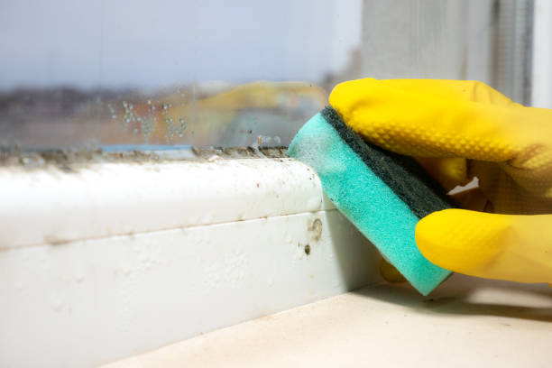 Best Kitchen Mold Remediation in Belmont, VA