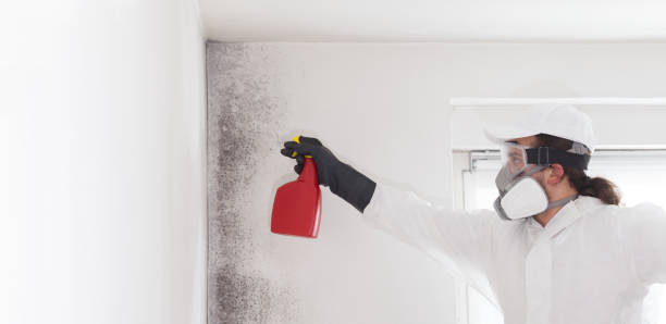 Best Residential Mold Remediation in Belmont, VA