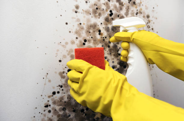 Best Mold Remediation for Schools in Belmont, VA