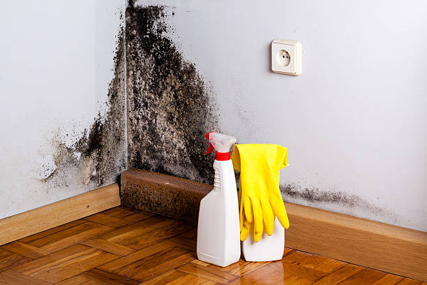 Best Post-Flood Mold Remediation in Belmont, VA