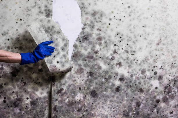 Best Post-Flood Mold Remediation in Belmont, VA